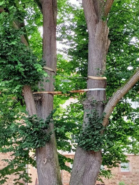 Eine Hochzeit als ewigen Bund 2 Bäume durch ein Band verbunden
